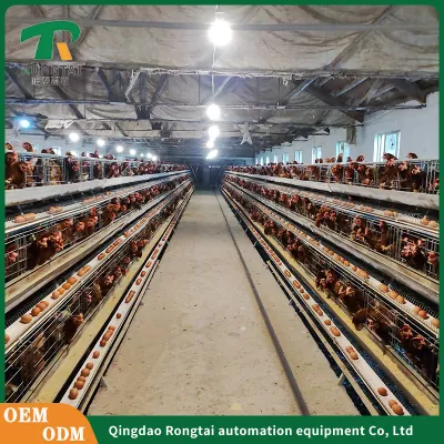 Hot Sale Birds Capacity 1250mm*1000mm*2015mm Cheap Hot DIP Galvanized Poultry Farming a Type 4 Tiers Laying 3120/3075 Poultry Farm Equipment